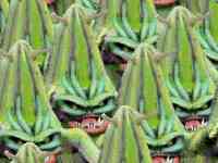 Hordes